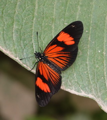 Castilia perilla