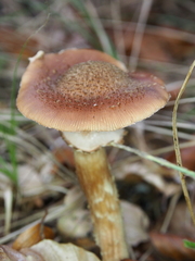 Armillaria cepistipes