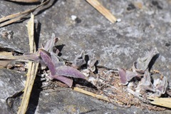 Tradescantia sillamontana