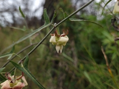 Araujia angustifolia