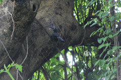 Melanotis caerulescens