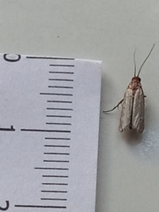 Tineola bisselliella