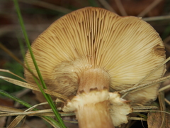 Armillaria cepistipes