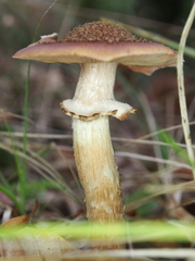 Armillaria cepistipes