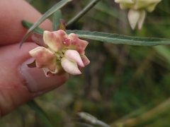 Araujia angustifolia