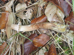 Armillaria cepistipes