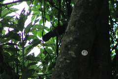 Melanotis caerulescens