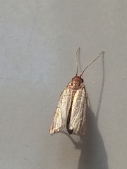 Tineola bisselliella