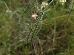 Araujia angustifolia