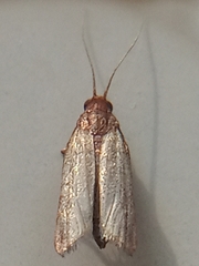 Tineola bisselliella