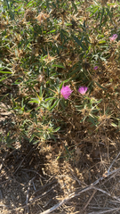 Centaurea calcitrapa