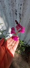 Antirrhinum