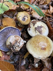 Phlegmacium amoenolens