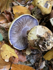 Phlegmacium amoenolens