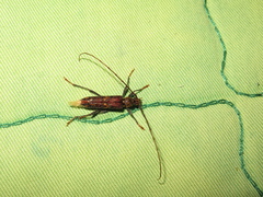 Eurysthea cribripennis