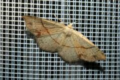 Cyclophora punctaria