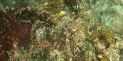 Scorpaenopsis oxycephalus