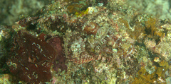 Scorpaenopsis oxycephalus