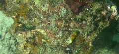Scorpaenopsis oxycephalus