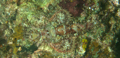 Scorpaenopsis oxycephalus