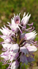 Orchis simia