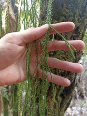 Phlegmariurus billardierei