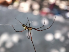 Leucauge argyra