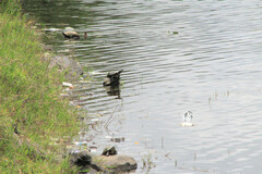 Kinosternon integrum