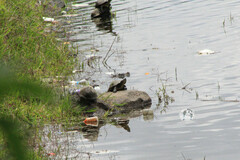 Kinosternon integrum