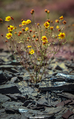 Bidens aurea