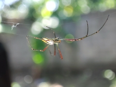 Leucauge argyra