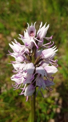 Orchis simia
