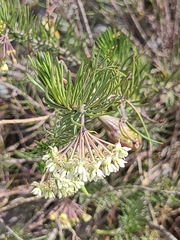 Asclepias linaria