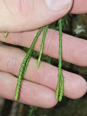 Phlegmariurus billardierei