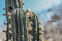 Pachycereus pringlei