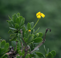 Othonna arborescens