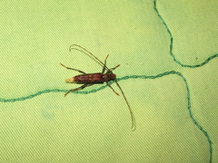 Eurysthea cribripennis