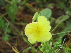 Oenothera drummondii
