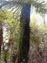 Phlegmariurus billardierei