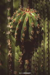 Pachycereus pecten-aboriginum