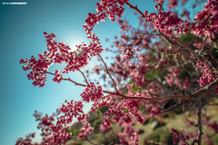 Pachycormus discolor