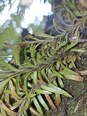 Phlegmariurus billardierei