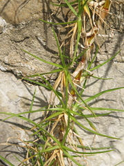 Cenchrus clandestinus