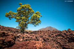 Pachycormus discolor