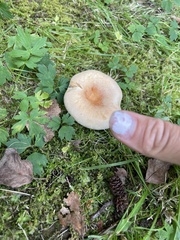Lactarius torminosus