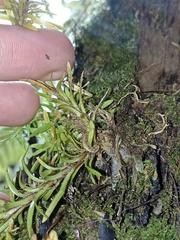 Phlegmariurus billardierei