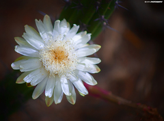 Stenocereus gummosus