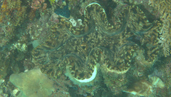 Tridacna squamosa