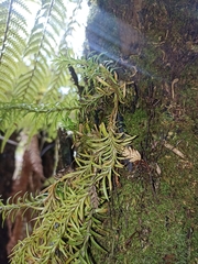 Phlegmariurus billardierei