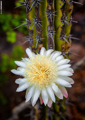 Stenocereus gummosus